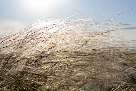 ქარიანი ამინდი